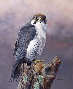 Hilary Mayes - Peregrine Falcon