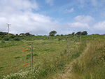St Ives - Hellesveor - Field Path
