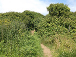 St Ives - Hellesveor - Field Path