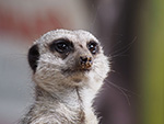 St Ives Cornwall - Days Out - Newquay Zoo