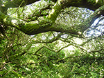 Zennor - West Cornwall - Woodland