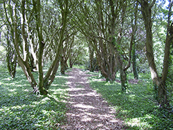 Trelissick Gardens - Cornwall 