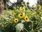 Eden Project - Sunflowers - July 2014