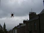 St Ives Web Design - November 2009 St Ives Web Design - November 2009