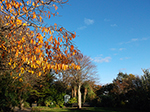 Autumn Colours - St Ives Sub-Tropical Gardens - November 2013 Autumn Colours - St Ives Sub-Tropical Gardens - November 2013