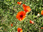 Summer Poppies - Gill an Creet St Ives - August 2013 Summer Poppies - Gill an Creet St Ives - August 2013