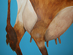 Members Exhibition - St Ives Arts Club - September 2015 Members Exhibition - St Ives Arts Club - September 2015