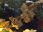 Christmas Tree Festival - St Ives Cornwall - December 2015 Christmas Tree Festival - St Ives Cornwall - December 2015