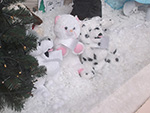 Christmas Shop Windows - St Ives Cornwall - December 2015 Christmas Shop Windows - St Ives Cornwall - December 2015