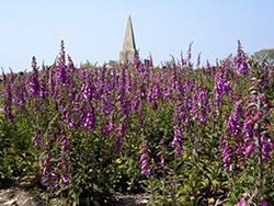 St Ives Cornwall - Steeple Woodland 