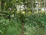 Carnstabba Hill - St Ives - Cornwall - Path - Penbeagle Park