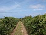 St Ives - Hellesveor - Path to the Coast St Ives - Hellesveor - Path to the Coast