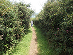 South West Coastal Path - Hellesveor Point to Porthmeor
